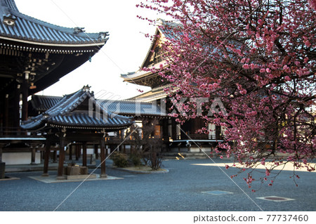 Cherry blossoms at hongwanji in Kyoto, Japan 77737460
