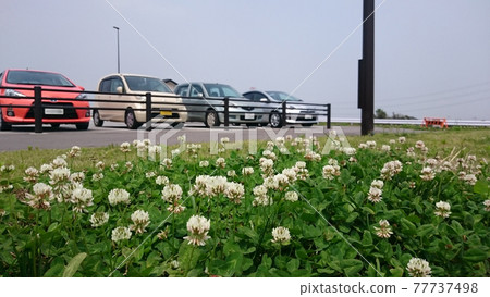 透過白三葉草看到的停車場 透過白三葉草看到的停車場 77737498