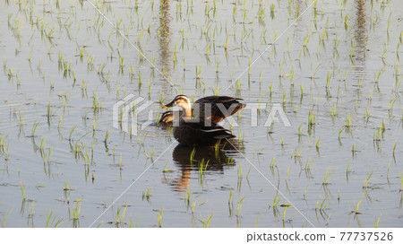 Two ducks finding baits by diving their beaks into rice fields 77737526
