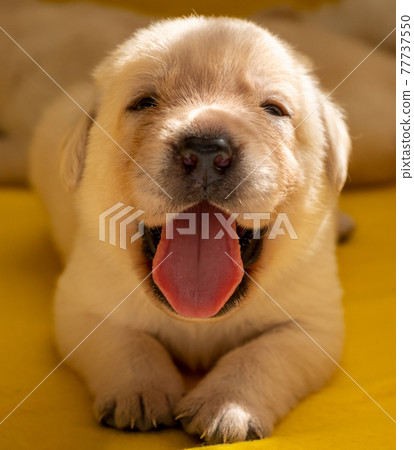 Young labrador puppy dog 77737550