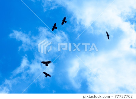 Birds Birds 77737702