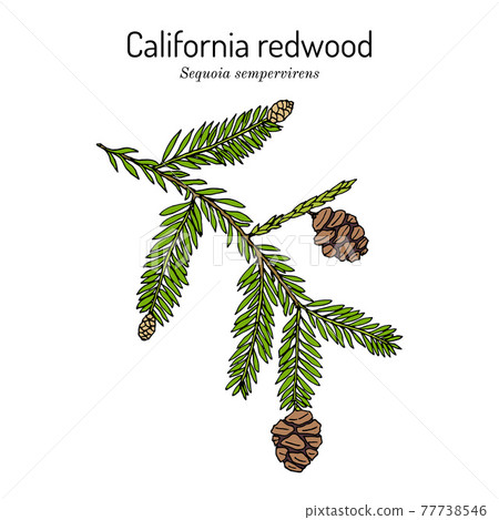 Coastal redwood Sequoia sempervirens , state tree of California 77738546