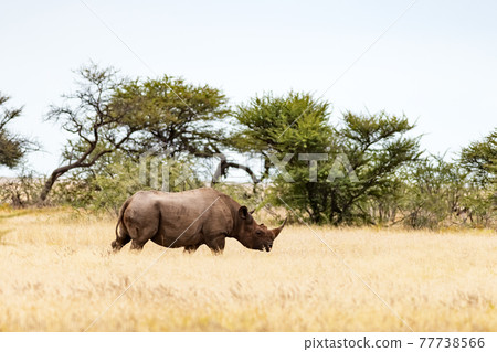 African white rhino at Etosha National park 77738566