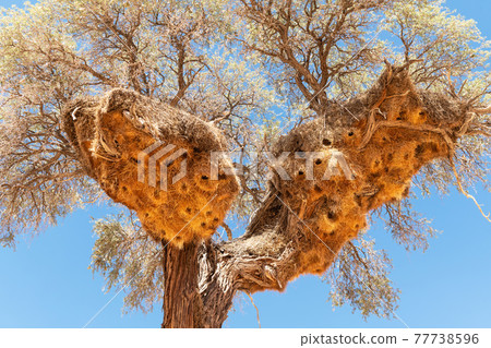 Sociable Weavers nest on acacia tree Sociable Weavers nest on acacia tree 77738596