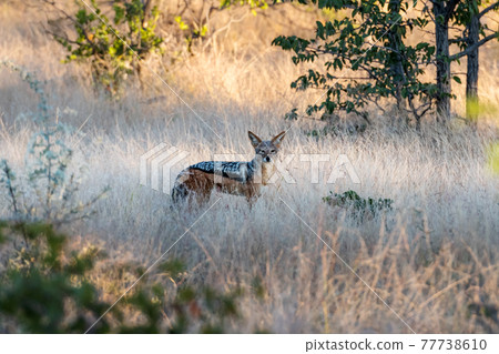Black-backed jackal in african bysh Black-backed jackal in african bysh 77738610