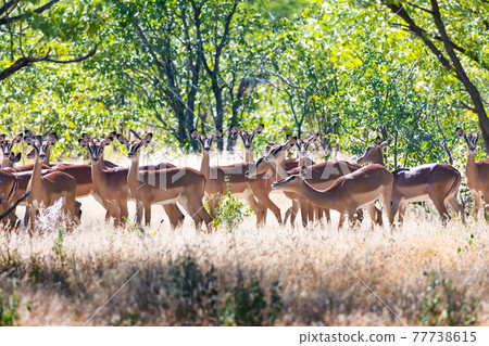 A herd of black-faced impala 77738615