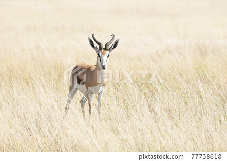 A male of black-faced impala 77738618