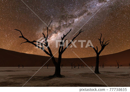 Dead trees at Deadvlei at night 77738635