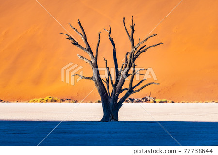 Dead Camelthorn Trees at sunrise 77738644