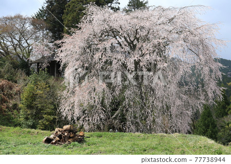 Shinfukuji Temple 4 Shinfukuji Temple 4 77738944