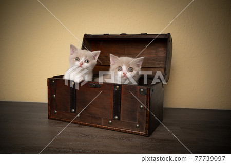 two cute british shorthair kittens inside of wooden treasure box 77739097