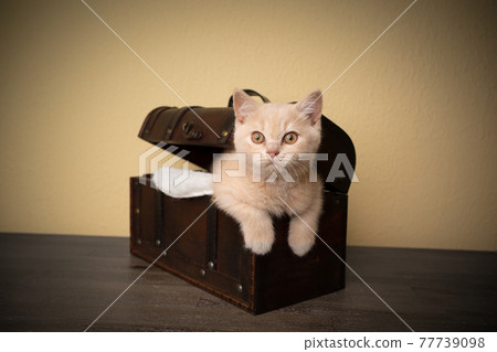 cute british shorthair kitten inside of treasure box 77739098