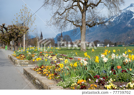 Interlaken, Switzerland - April 19th 2021: Beautiful park Hoehematte Interlaken, Switzerland - April 19th 2021: Beautiful park Hoehematte 77739702