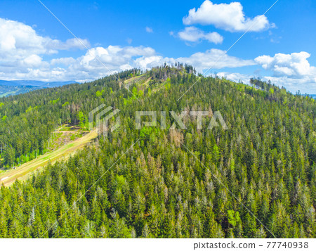 Green forested mountain with ski slopes 77740938
