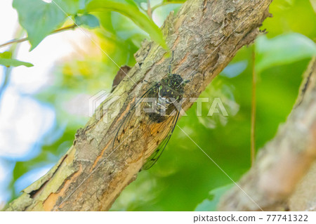 Hyalessa maculaticus 讓人想起夏天的陽光和炎熱 77741322