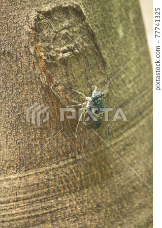 Hyalessa maculaticus reminiscent of summer sunlight and heat 77741325