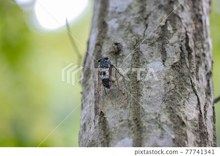 Hyalessa maculaticus 讓人想起夏天的陽光和炎熱 Hyalessa maculaticus 讓人想起夏天的陽光和炎熱 77741341