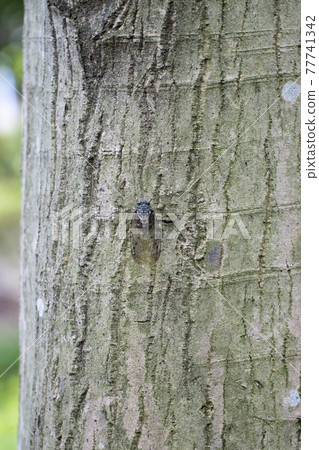 Hyalessa maculaticus 讓人想起夏天的陽光和炎熱 Hyalessa maculaticus 讓人想起夏天的陽光和炎熱 77741342
