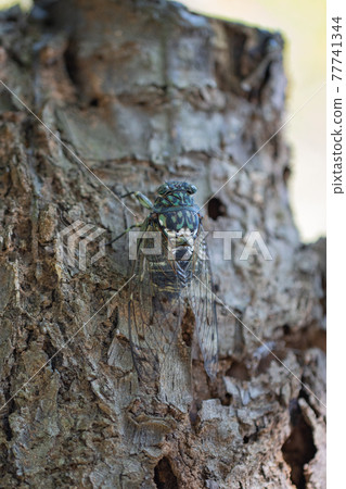 Hyalessa maculaticus 讓人想起夏天的陽光和炎熱 Hyalessa maculaticus 讓人想起夏天的陽光和炎熱 77741344