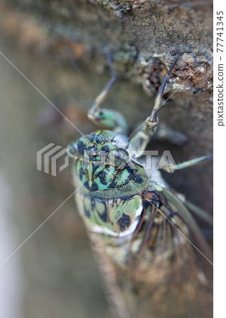 Hyalessa maculaticus 讓人想起夏天的陽光和炎熱 Hyalessa maculaticus 讓人想起夏天的陽光和炎熱 77741345