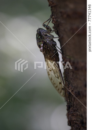 Hyalessa maculaticus 讓人想起夏天的陽光和炎熱 Hyalessa maculaticus 讓人想起夏天的陽光和炎熱 77741346