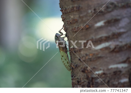 Hyalessa maculaticus 讓人想起夏天的陽光和炎熱 Hyalessa maculaticus 讓人想起夏天的陽光和炎熱 77741347