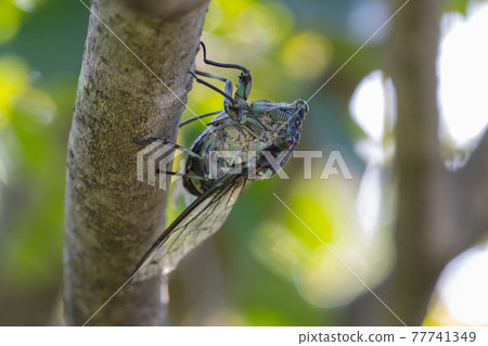 Hyalessa maculaticus 讓人想起夏天的陽光和炎熱 Hyalessa maculaticus 讓人想起夏天的陽光和炎熱 77741349