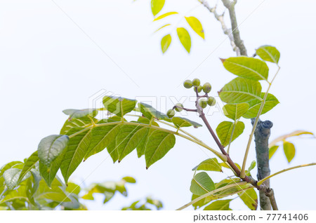 Phellodendron tree with fruits 77741406
