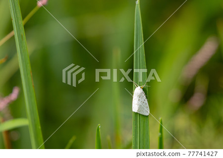 The larva is a forest pest The larva is a forest pest 77741427