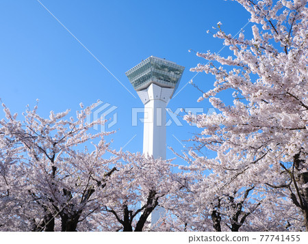 五棱郭塔與櫻花 五棱郭塔與櫻花 77741455