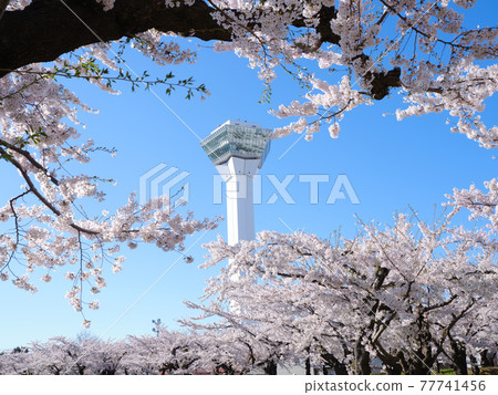 五棱郭塔與櫻花 五棱郭塔與櫻花 77741456