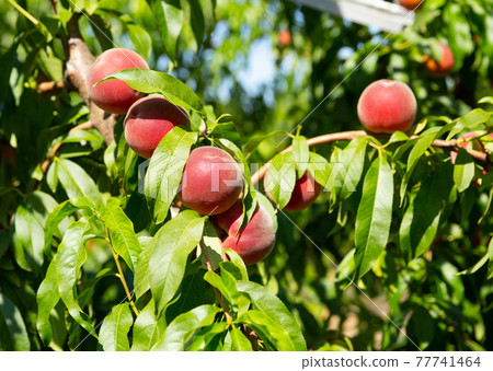 Ripe peaches on tree branches Ripe peaches on tree branches 77741464
