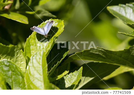 A butterfly that is small and beautiful, but is frequently found due to its high reproductive adaptability. 77741509