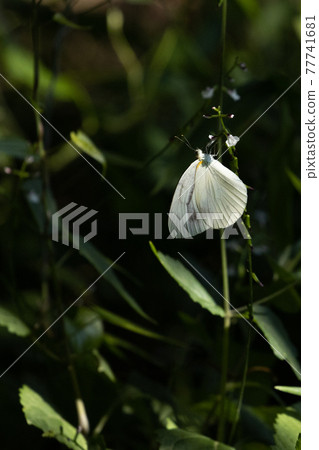 A white fairy fluttering and fluttering, a cabbage white butterfly A white fairy fluttering and fluttering, a cabbage white butterfly 77741681