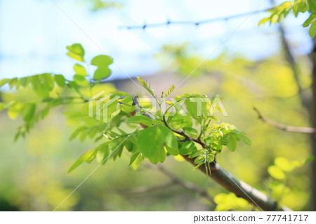 Tree buds Tree buds 77741717