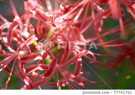 A cluster amaryllis that blooms red flowers to match the autumn equinoctial week 77741782