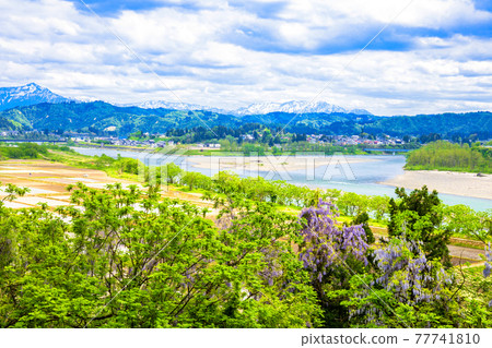 River confluence and wisteria flowers 77741810