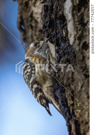 Japan's smallest woodpecker Kogera Japan's smallest woodpecker Kogera 77742657