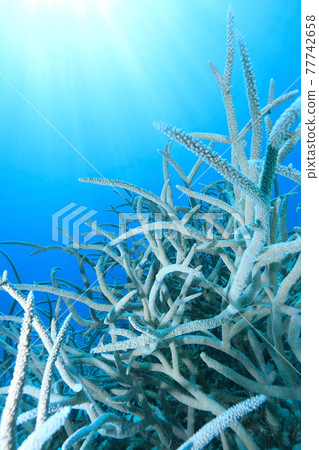 Coral extending toward the sun Coral extending toward the sun 77742658