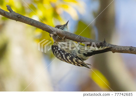 日本最小的啄木鳥小ger 日本最小的啄木鳥小ger 77742685