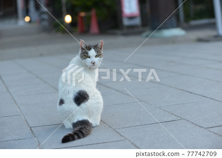 Cat looking back 77742709