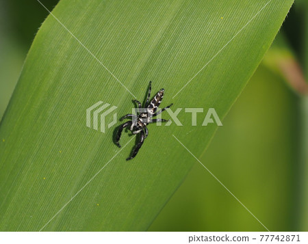Jumping spider "Yahazu fly ♂" 77742871