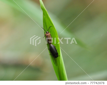 Mating of Hige Nagahananomi 77742878