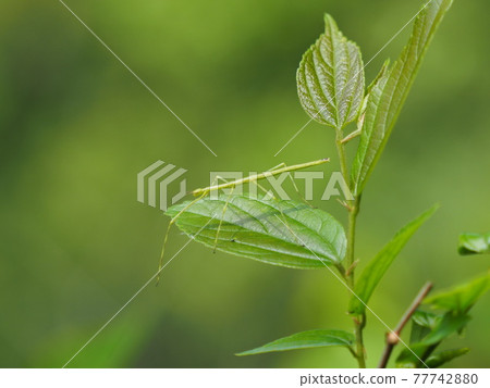 Nanafushi(Nanafushimodoki)的幼蟲 Nanafushi(Nanafushimodoki)的幼蟲 77742880