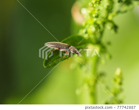 Click beetle (unidentified) 77742887