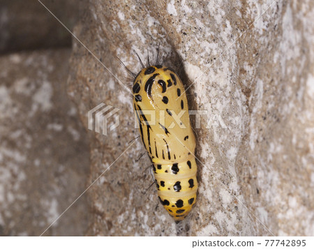 Ivela auripes (non-toxic) pupa. Yayoi Kusama style design. Ivela auripes (non-toxic) pupa. Yayoi Kusama style design. 77742895