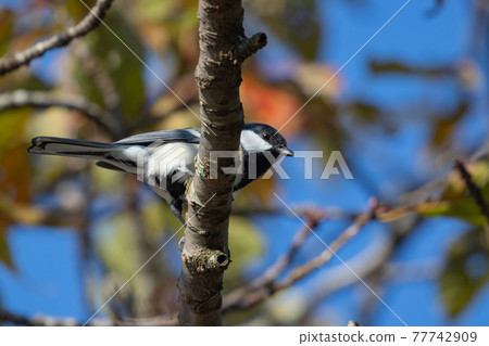Familiar wild bird great tit with a cute chest tie 77742909