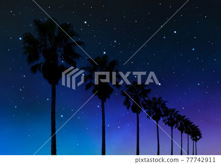 Image of palm trees, starry sky, and summer night sky 77742911
