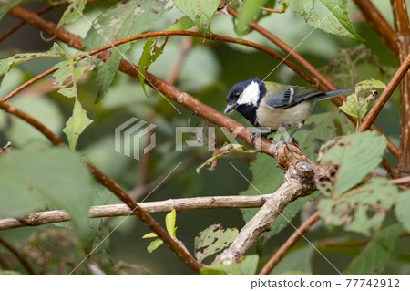 Familiar wild bird great tit with a cute chest tie 77742912