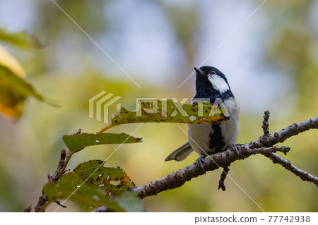Familiar wild bird great tit with a cute chest tie 77742938